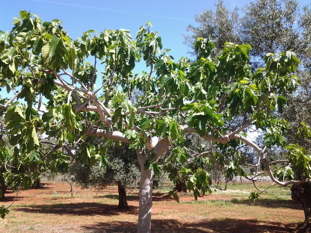 דירות פאסאנו La Collina Degli Ulivi מראה חיצוני תמונה