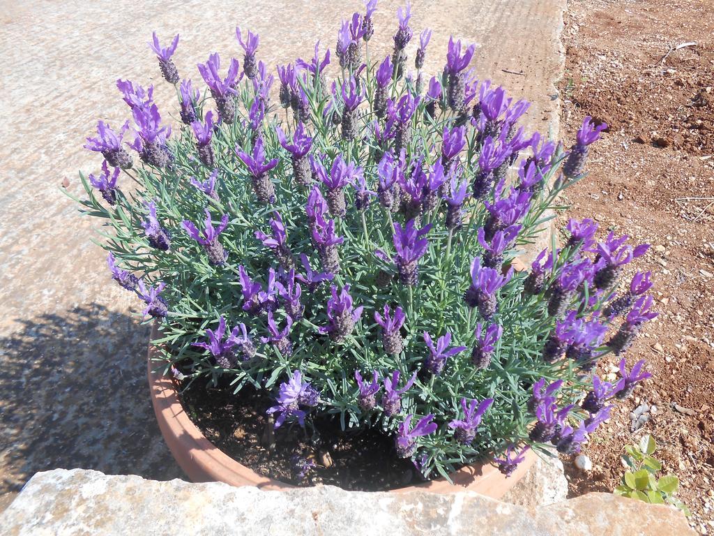 דירות פאסאנו La Collina Degli Ulivi מראה חיצוני תמונה
